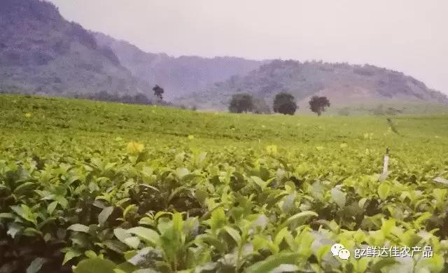 英德農業生產国产探花在线播放